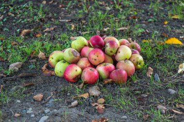 Bahçede yere düşmüş potten elma
