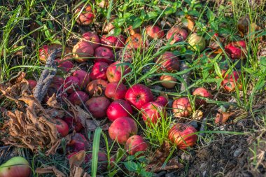 Bahçede yere düşmüş potten elma