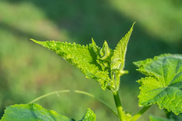 Salatalık fidan evde küçük bir alanda