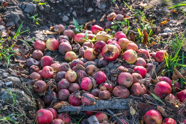 Bahçede yere düşmüş potten elma