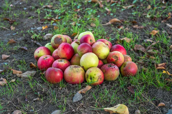 Umgestürzte Äpfel im Garten — Stockfoto