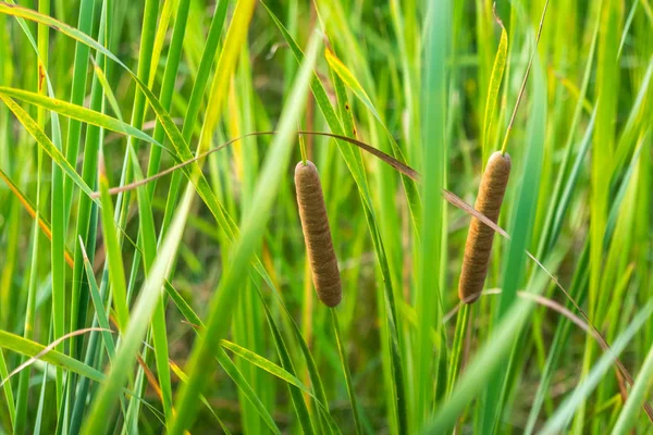 Reeds at the pond in summer with Typha angustifolia — Stock Photo, Image