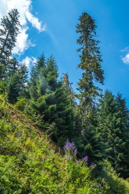 Ladin Bakhmaro içinde en güzel dağ biri o tatil
