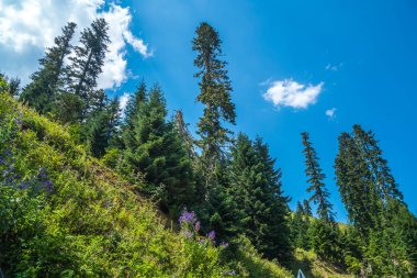 Ladin Bakhmaro içinde en güzel dağ biri o tatil