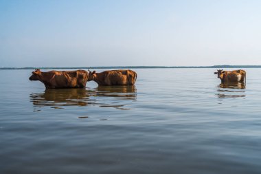 Paliastomi Gölü,: Samegrelo, Geogria inek yüzmek