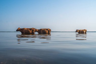 Paliastomi Gölü,: Samegrelo, Geogria inek yüzmek