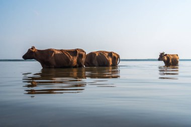 Paliastomi Gölü,: Samegrelo, Geogria inek yüzmek