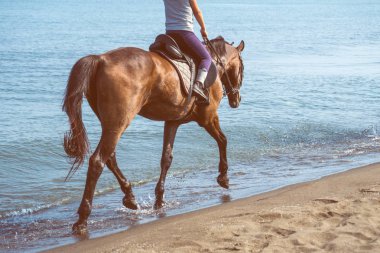 Bir ata deniz güneşli gün dörtnala.