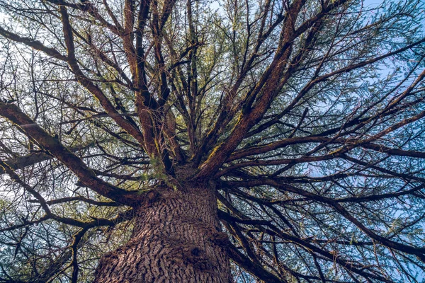 Brances drzewa sosnowego widziana z ziemi — Zdjęcie stockowe