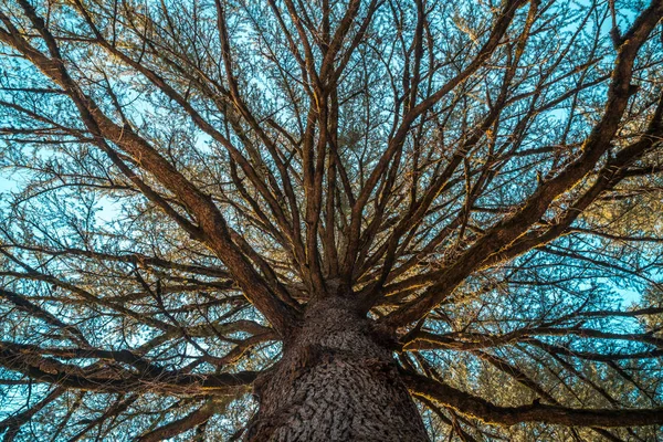 Brances drzewa sosnowego widziana z ziemi — Zdjęcie stockowe