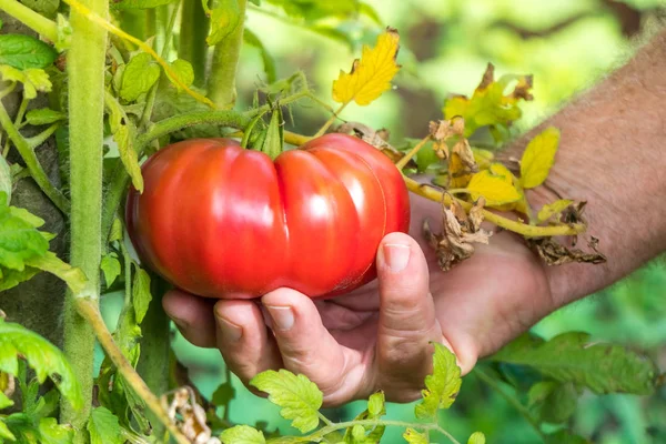 Tomatoes harvest. Farmers hand picking tomatoes — Stock Photo, Image