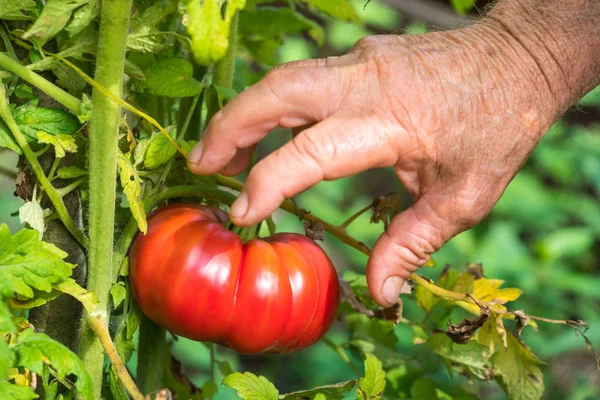 Tomatoes harvest. Farmers hand picking tomatoes — Stock Photo, Image