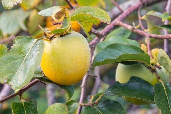 Unripe persimmon on tree, in the season & fresh green leaves — Stock Photo, Image