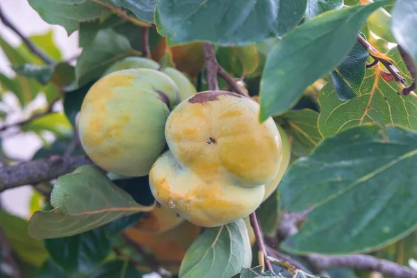 Ağacında sezon ve taze yeşil yaprakları üzerinde olgunlaşmamış Trabzon hurması