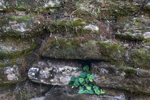 Viejo muro de piedra con musgo y liquen — Foto de Stock