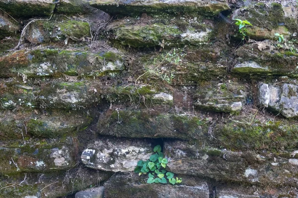 Parede de pedra velha com musgo e líquen — Fotografia de Stock