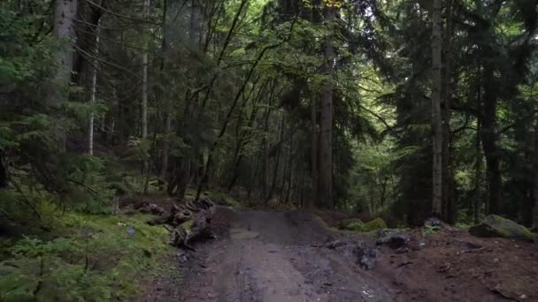 Camino en el bosque en tiempo lluvioso — Vídeo de stock