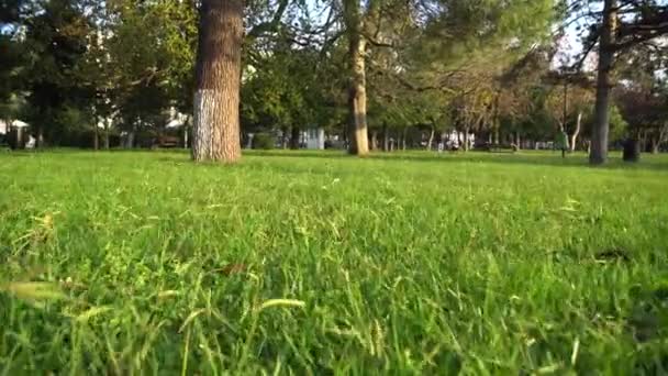 Campo Verde Belo Parque Verde Cidade Batumi — Vídeo de Stock