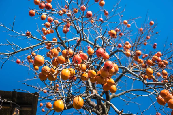 El caqui maduro japonés sobre el árbol en invierno — Foto de Stock