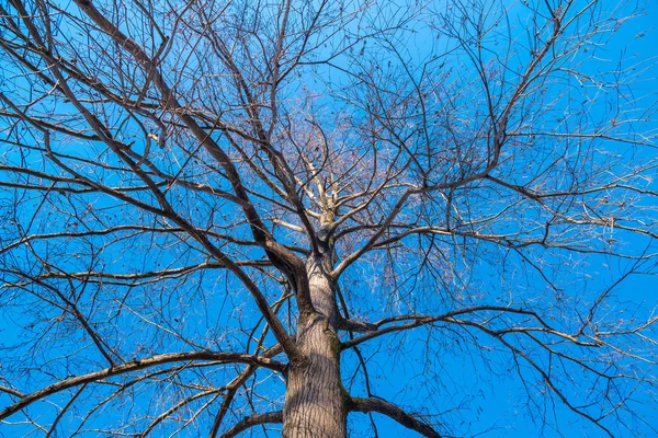 Rami di cipresso palude sul cielo blu in inverno — Foto Stock