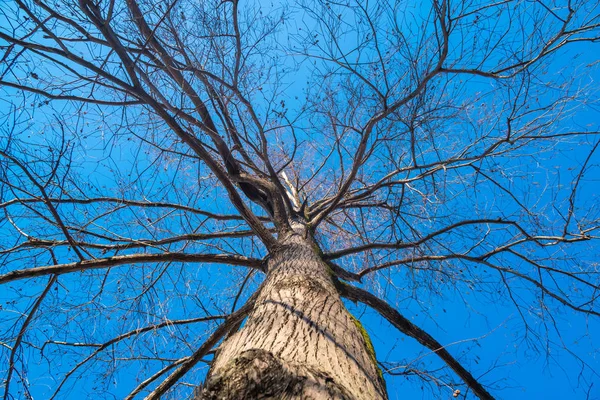 Rami di cipresso palude sul cielo blu in inverno — Foto Stock