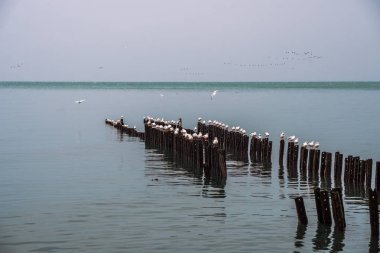 Martılar dalgakıranlar Karadeniz'in, Poti, Gürcistan üzerinde