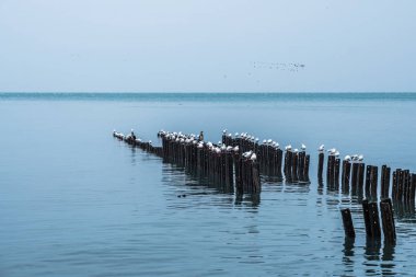 Martılar dalgakıranlar Karadeniz'in, Poti, Gürcistan üzerinde