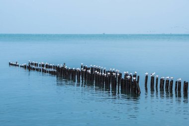 Martılar dalgakıranlar Karadeniz'in, Poti, Gürcistan üzerinde