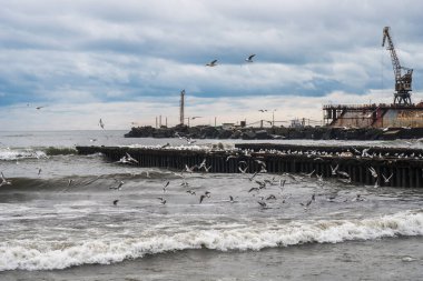 Poti, Gürcistan Karadeniz üzerinde martılar