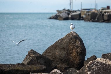 Martılar dalgakıranlar Karadeniz'in, Poti, Gürcistan üzerinde çok
