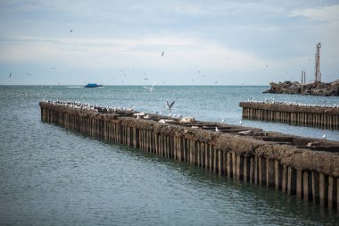 Martılar dalgakıranlar Karadeniz'in, Poti, Gürcistan üzerinde çok