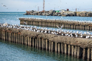 Martılar dalgakıranlar Karadeniz'in, Poti, Gürcistan üzerinde çok