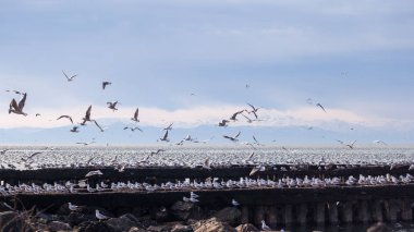 Martılar dalgakıranlar Karadeniz'in, Poti, Gürcistan üzerinde çok