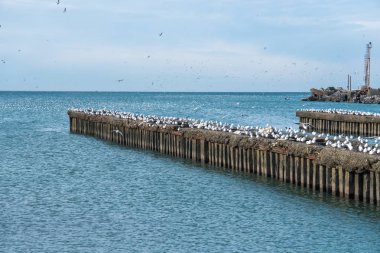 Martılar dalgakıranlar Karadeniz'in, Poti, Gürcistan üzerinde çok