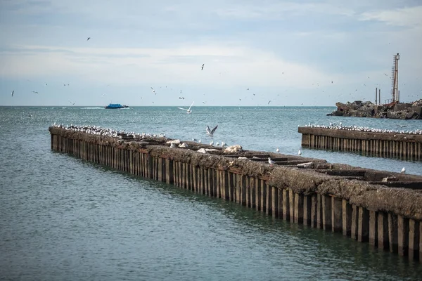 Martılar dalgakıranlar Karadeniz'in, Poti, Gürcistan üzerinde çok