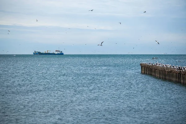 Martılar dalgakıranlar Karadeniz'in, Poti, Gürcistan üzerinde çok — Stok fotoğraf