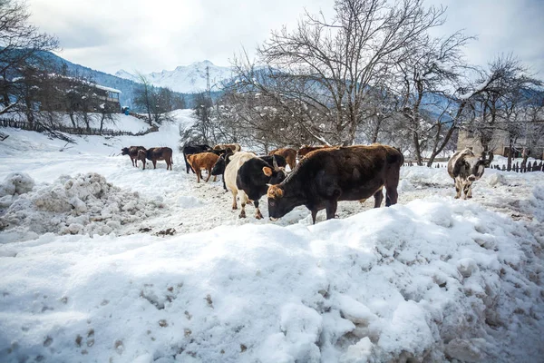 Cows in winter in mountainous villages, upper Svaneti, Georgia — Stock Photo, Image