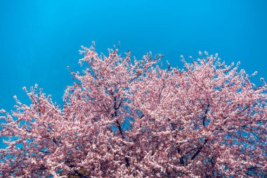 Pembe kiraz çiçekleri ile mavi gökyüzü arka plan bahar