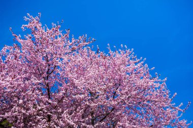 Pembe kiraz çiçekleri ile mavi gökyüzü arka plan bahar