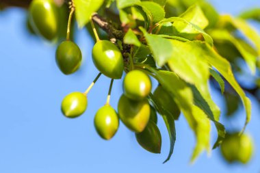 Genç Erik meyve ağacı, mavi gökyüzü arka plan üzerinde yeşil