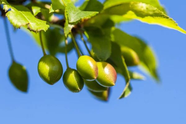 Joven fruta de ciruela verde sobre un árbol, fondo azul del cielo — Foto de Stock