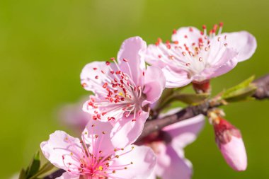 Ağaç dalı üzerinde pembe şeftali çiçeği çiçeklerin kapatın. Bahar ti