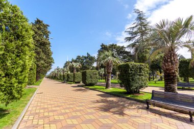 Park mesire Batum, Gürcistan, palmiye ağaçları ile