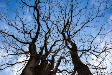 bir ağacın mavi gökyüzü karşı çıplak dalları