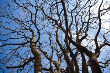 bir ağacın mavi gökyüzü karşı çıplak dalları