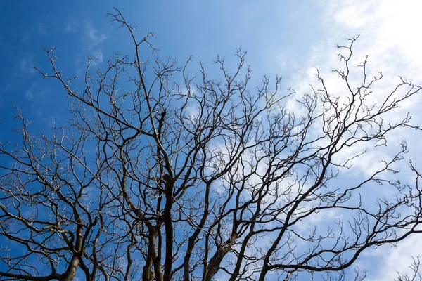 Rami nudi di un albero contro cielo azzurro — Foto Stock