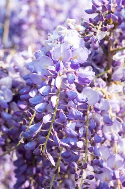 wisteria çiçek güzel bir çağlayan closeup