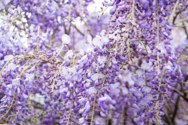wisteria çiçek güzel bir çağlayan closeup
