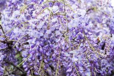 wisteria çiçek güzel bir çağlayan closeup