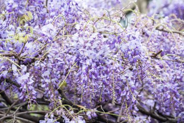 wisteria çiçek güzel bir çağlayan closeup